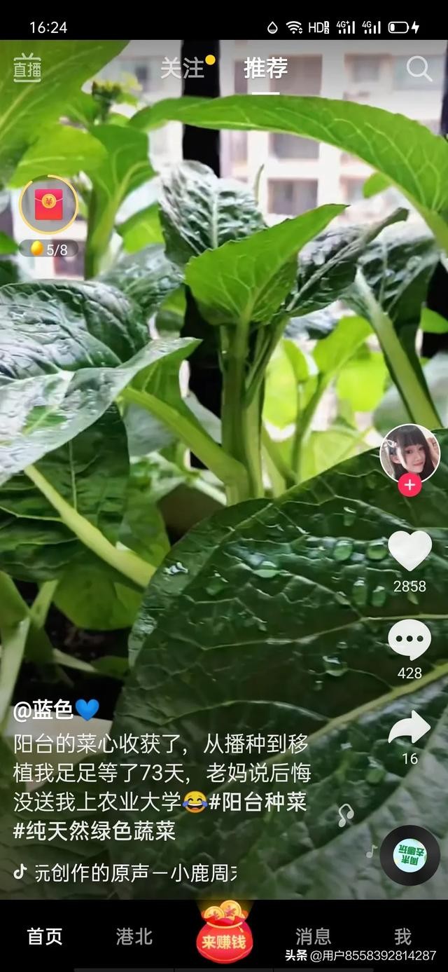 怎么自动刷抖音赚钱？